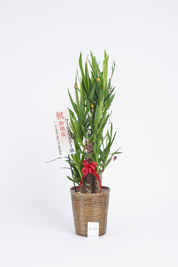 <p>クリスマス期間限定の観葉植物にも、立札かメッセージカード（いずれか1点）を無料でお付けすることが出来ます。</p>