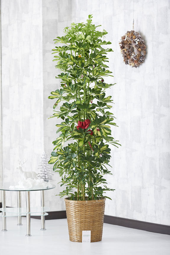 観葉植物シェフレラ（斑入りホンコン）にオーナメントが付いてくるクリスマス期間限定の商品です。