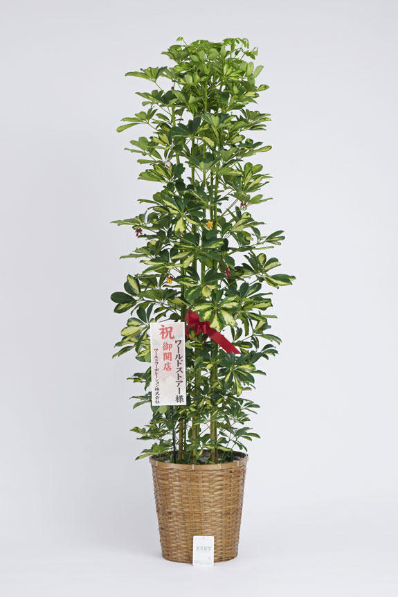 <p>クリスマス期間限定の観葉植物にも、立札かメッセージカード（いずれか1点）を無料でお付けすることが出来ます。</p>