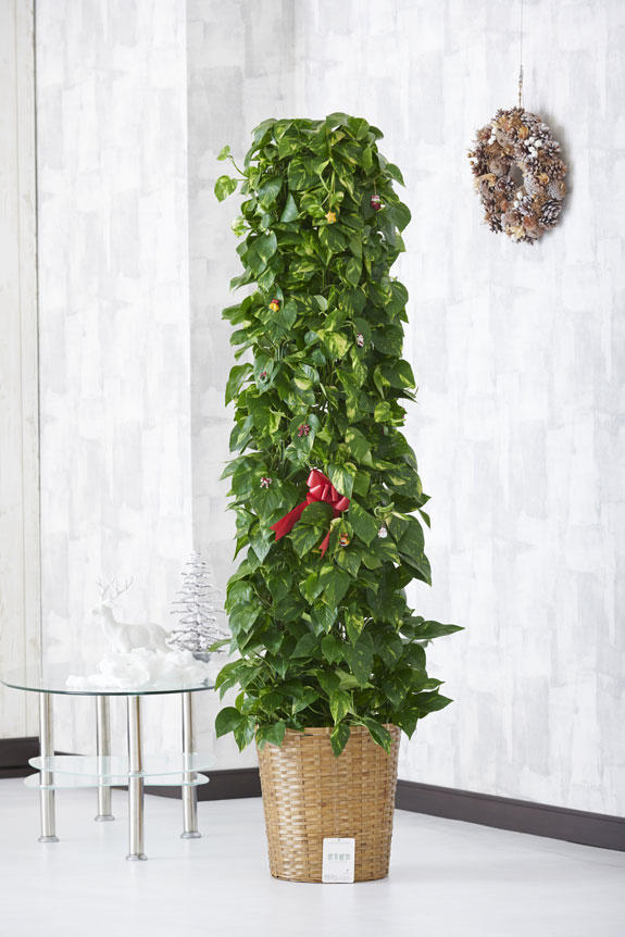 観葉植物ポトスにオーナメントが付いてくるクリスマス期間限定の商品です。