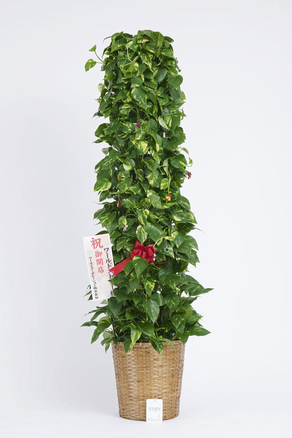 <p>クリスマス期間限定の観葉植物にも、立札かメッセージカード（いずれか1点）を無料でお付けすることが出来ます。</p>