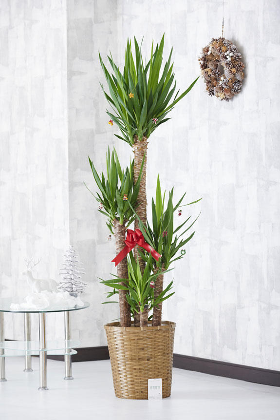 観葉植物ユッカ・エレファンティペスにオーナメントが付いてくるクリスマス期間限定の商品です。