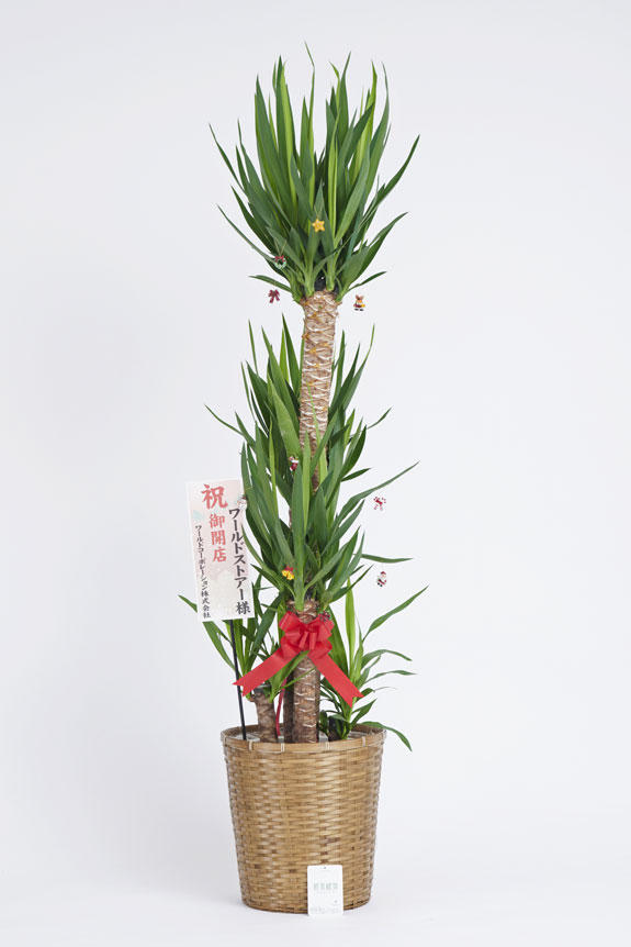 <p>クリスマス期間限定の観葉植物にも、立札かメッセージカード（いずれか1点）を無料でお付けすることが出来ます。</p>