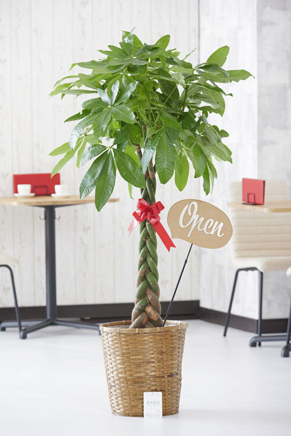 Open（吹き出し型）の立体メッセージ立札付き観葉植物パキラ10号商品です。