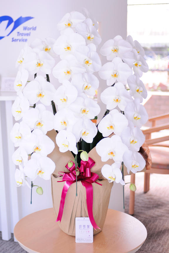 <p>どんな所でも存在感があります…ラッピングを施していると中身のエコ鉢は全く見えません。</p>