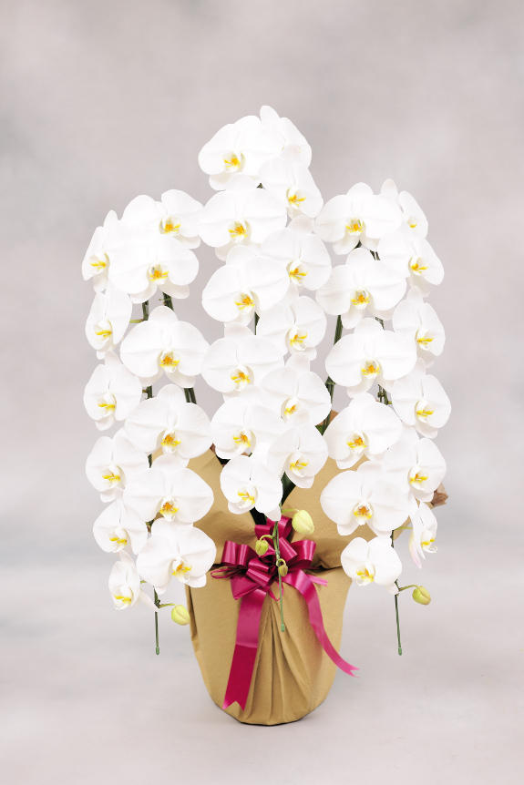 <p>絶対に見劣りしない「豪華胡蝶蘭　3本立」！</p>