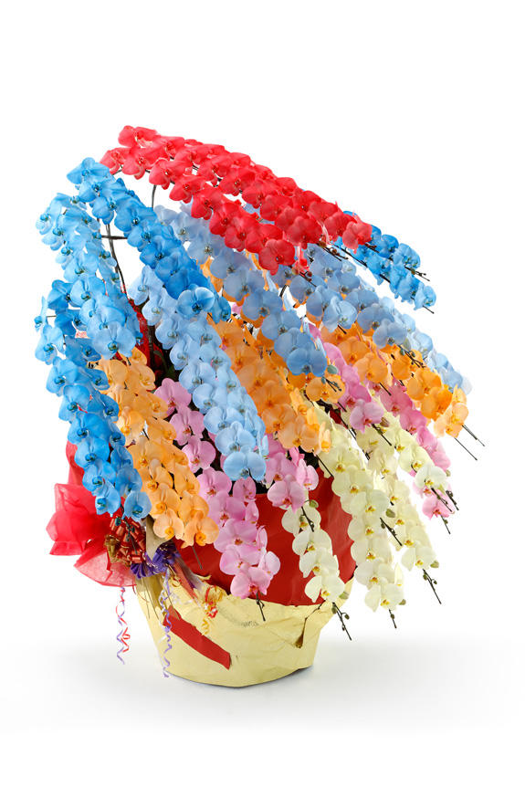 <p>特殊加工で真紅に染まったカラー胡蝶蘭彩（irodori）は、開店祝い、就任祝い、周年祝いなど、様々なシーンで活躍するお祝い花です。</p>