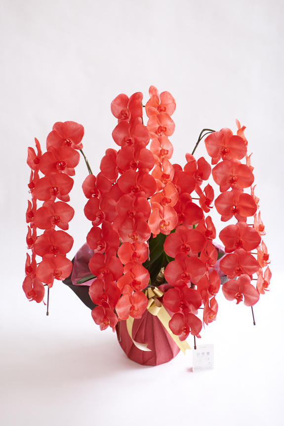 <p>カラー胡蝶蘭彩（irodori）の特徴でも大きな花綸、クリティの高さは変わりません。</p>
