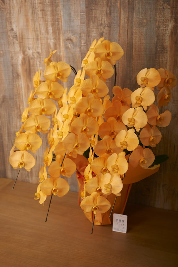 <p>特殊加工で染まったカラー胡蝶蘭彩（irodori）は、開店祝い、就任祝い、周年祝いなど、様々なシーンで活躍するお祝い花です。</p>