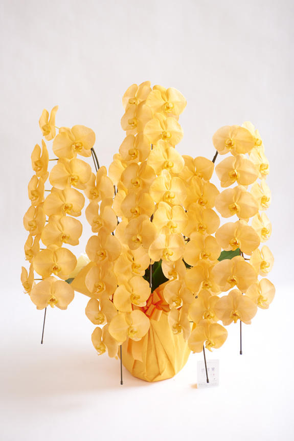 <p>カラー胡蝶蘭彩（irodori）の特徴でも大きな花綸、クリティの高さは変わりません。</p>