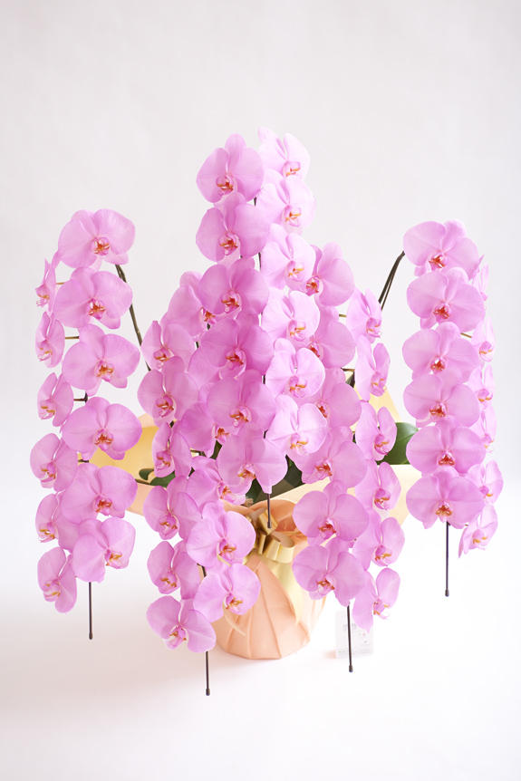 <p>カラー胡蝶蘭彩（irodori）の特徴でも大きな花綸、クリティの高さは変わりません。</p>