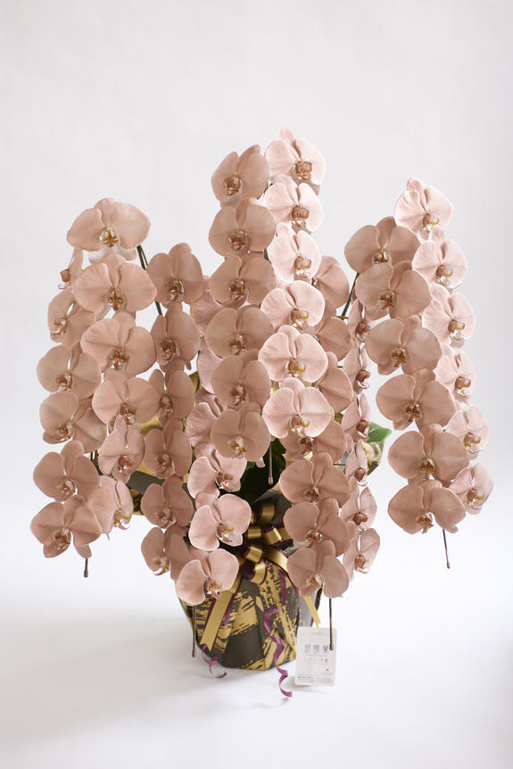 <p>カラー胡蝶蘭彩（irodori）の特徴でも大きな花綸、クリティの高さは変わりません。</p>