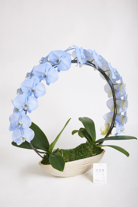 <p>色、形状、花器のどれをとっても他と差をつけられるのがカラー胡蝶蘭彩（irodori）リングの特徴です。</p>