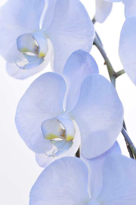 <p>鮮やかに色付けされたカラー胡蝶蘭彩（irodori）リングの花びらは、インパクトがあり美しい見た目が特徴です。</p>