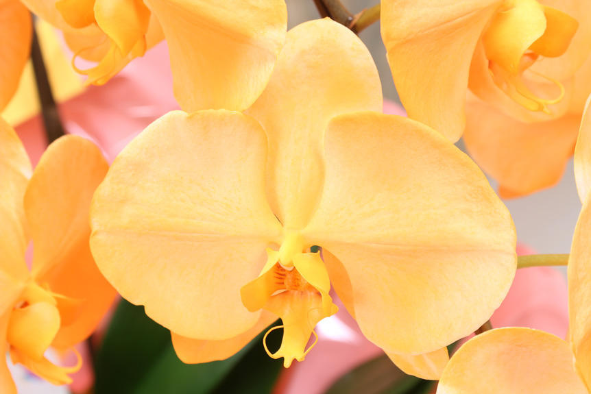<p>鮮やかに色付けされたカラー胡蝶蘭彩（irodori）リングの花びらは、インパクトがあり美しい見た目が特徴です。</p>