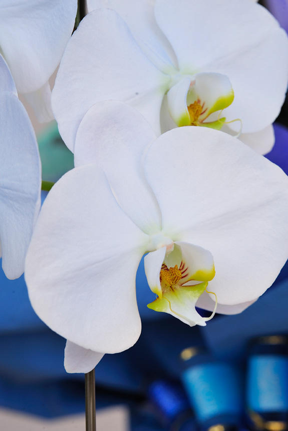 <p>鮮やかに色付けされたカラー胡蝶蘭彩（irodori）リングの花びらは、インパクトがあり美しい見た目が特徴です。</p>