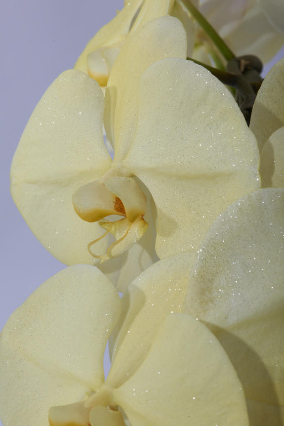 <p>鮮やかに色＆ラメ付けされたカラー胡蝶蘭彩（irodori）リング ラメ付きの花びらは、光の加減によりお花がキラめく至極の逸品です。</p>