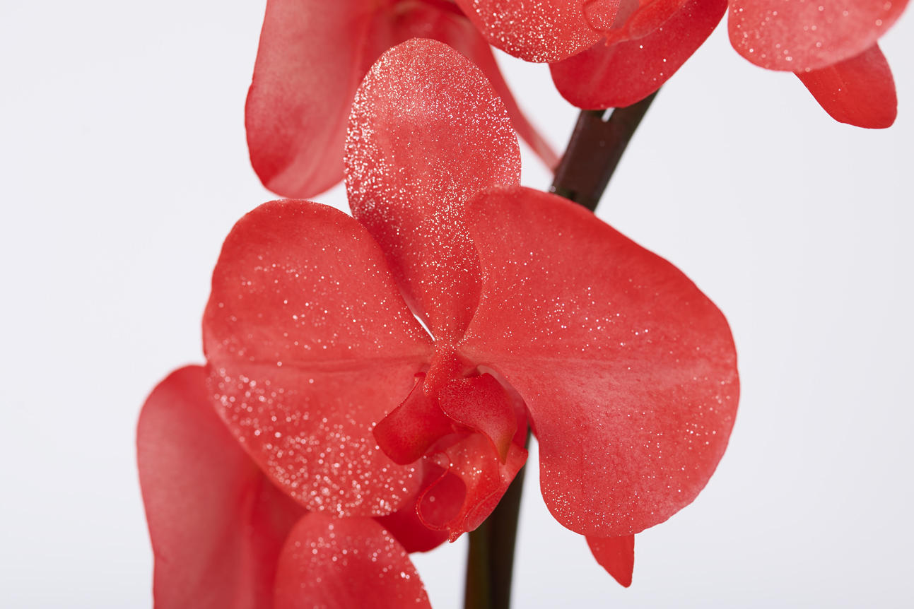 <p>鮮やかに色＆ラメ付けされたカラー胡蝶蘭彩（irodori）リング ラメ付きの花びらは、光の加減によりお花がキラめく至極の逸品です。</p>