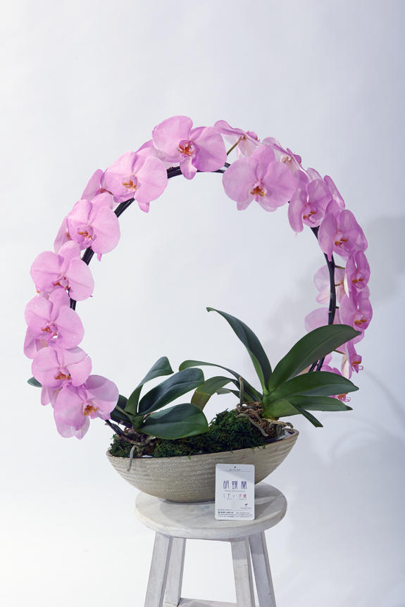 <p>色、形状、花器のどれをとっても他と差をつけられるのがカラー胡蝶蘭彩（irodori）リング ラメ付きの特徴です。</p>