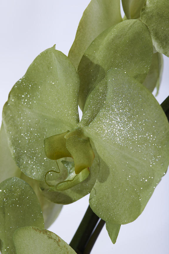 <p>鮮やかに色＆ラメ付けされたカラー胡蝶蘭彩（irodori）リング ラメ付きの花びらは、光の加減によりお花がキラめく至極の逸品です。</p>