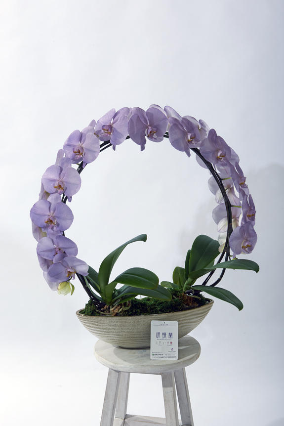 <p>色、形状、花器のどれをとっても他と差をつけられるのがカラー胡蝶蘭彩（irodori）リング ラメ付きの特徴です。</p>