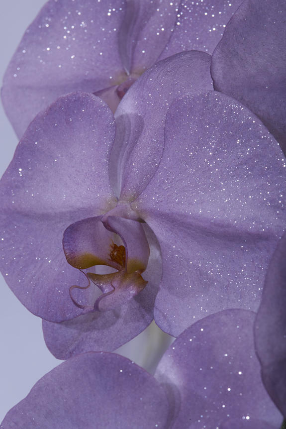 <p>鮮やかに色＆ラメ付けされたカラー胡蝶蘭彩（irodori）リング ラメ付きの花びらは、光の加減によりお花がキラめく至極の逸品です。</p>