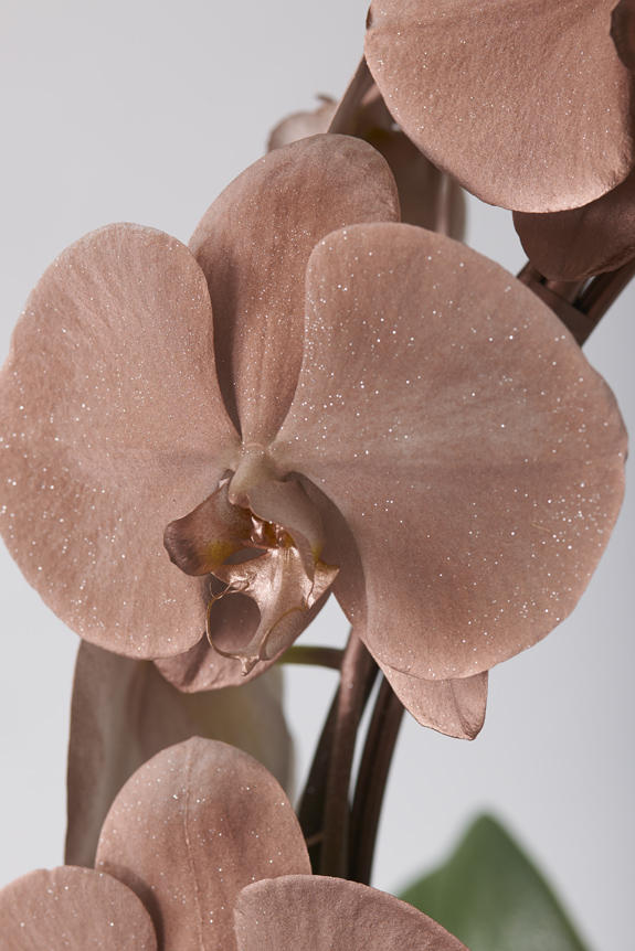 <p>鮮やかに色＆ラメ付けされたカラー胡蝶蘭彩（irodori）リング ラメ付きの花びらは、光の加減によりお花がキラめく至極の逸品です。</p>