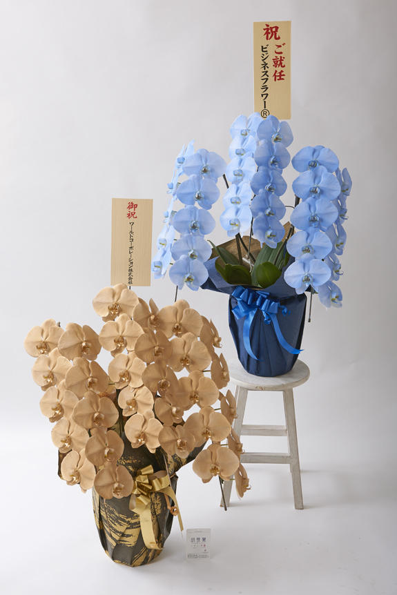<p>カラー胡蝶蘭彩（irodori）の特徴でも大きな花綸、クリティの高さは変わりません。</p>