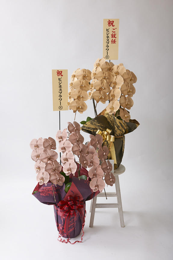 <p>カラー胡蝶蘭彩（irodori）の特徴でも大きな花綸、クリティの高さは変わりません。</p>