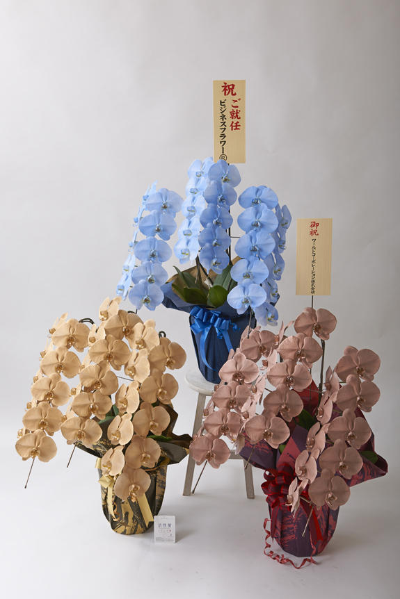 <p>カラー胡蝶蘭彩（irodori）3鉢セット（イメージ）の特徴でも大きな花綸、クリティの高さは変わりません。</p>