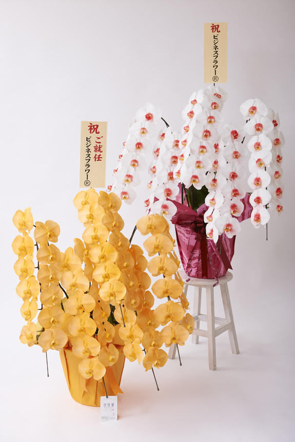 <p>カラー胡蝶蘭彩（irodori）3鉢セット（イメージ）の特徴でも大きな花綸、クリティの高さは変わりません。</p>