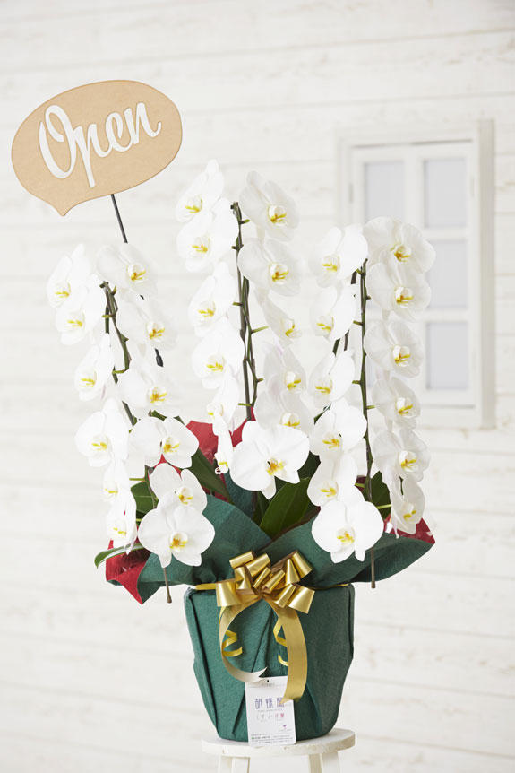 Open（吹き出し型）の立体メッセージ立札付き胡蝶蘭3本立（白）商品です。