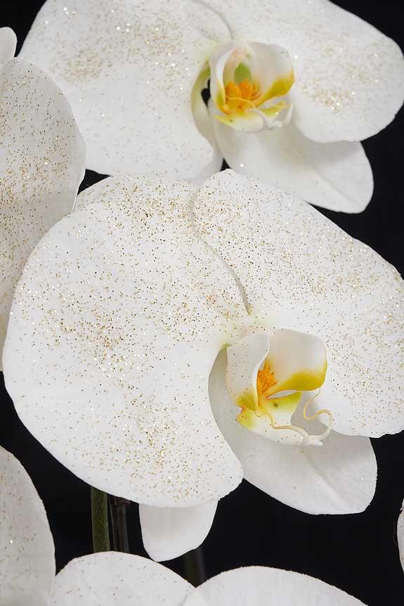 ゴールドに輝くラメを散りばめた胡蝶蘭は、多くのお花が並ぶお祝い事のシーンでも目をひく一品でしょう。