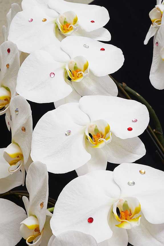輝くストーンを散りばめた胡蝶蘭は、多くのお花が並ぶお祝い事のシーンでも目をひく一品でしょう。