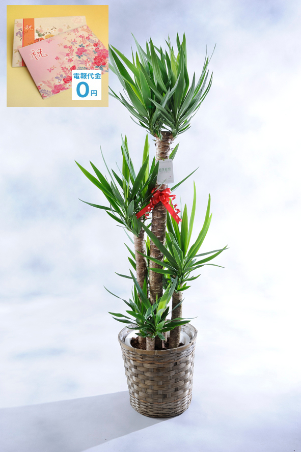 観葉植物「ユッカ・エレファンティペス」はツンツンした葉が印象的で、寒さや暑さにも比較的強い観葉植物として通年を通して人気がある観葉植物の一つです。