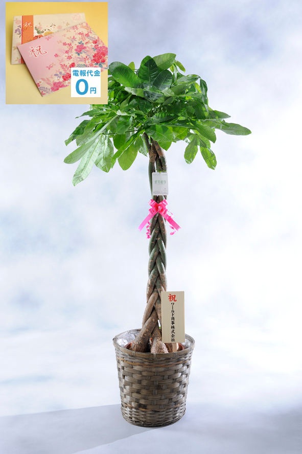 観葉植物「パキラ」はねじれた幹が印象的です。虫がつきにくく管理が楽なのおすすめのポイントの一つです。