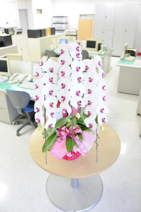 花びらに珍しいピンク色が入った豪華な胡蝶蘭です。
