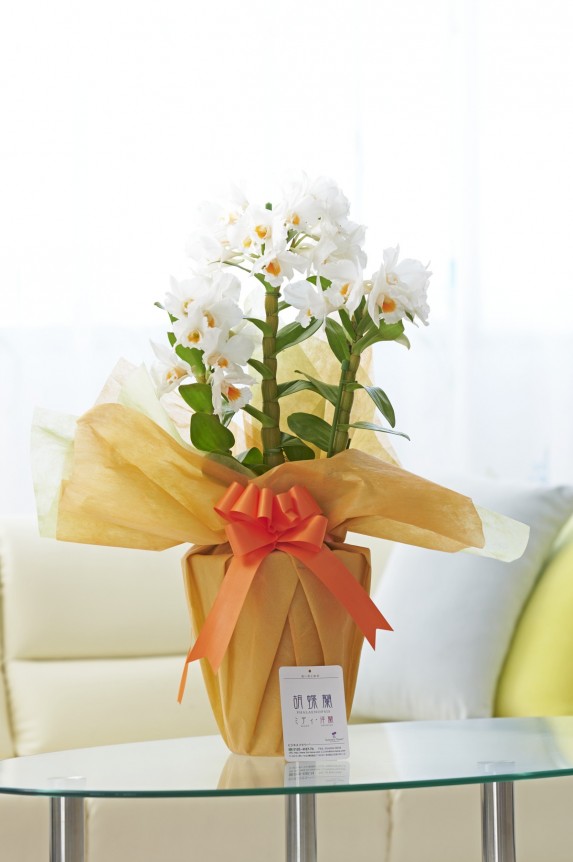 一般的にデンドロビュームというと冬の定番（12～3月頃）の洋蘭というイメージですが、フォーミディブルという品種はもう少し暖かな時期に流通する品種となります。