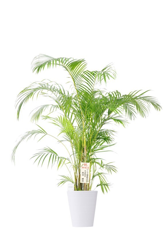 白丸鉢皿付の観葉植物「アレカヤシ　10号」商品です。
