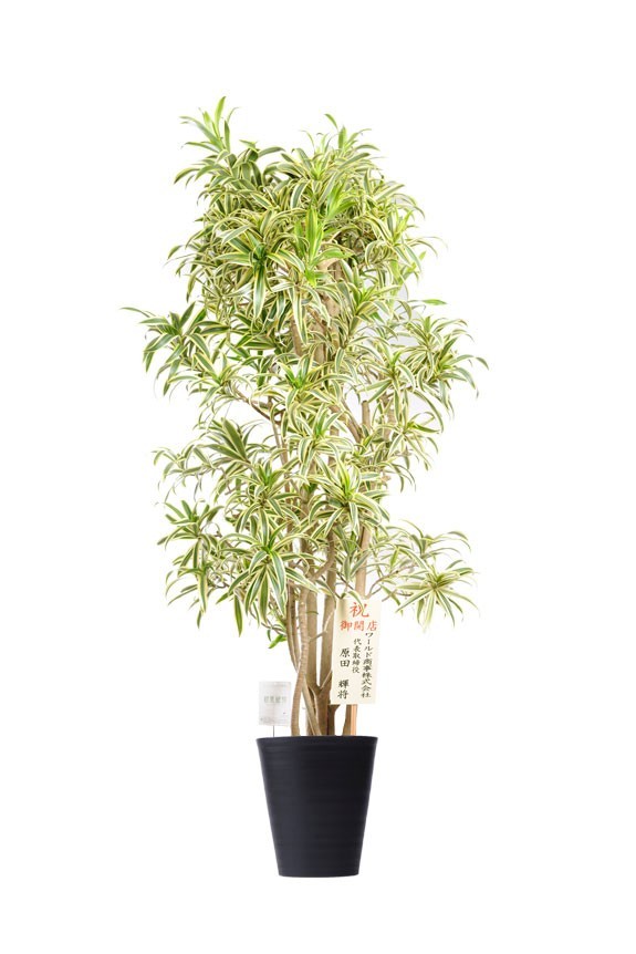 黒丸鉢皿付の観葉植物「ドラセナ・リフレクサ・ソングオブインディア　10号」商品です。