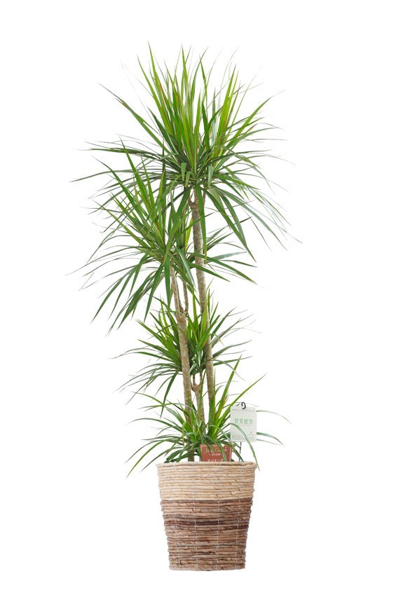 2色仕様のバスケット鉢カバー付の観葉植物「ドラセナ・コンシンネ　8号」商品です。