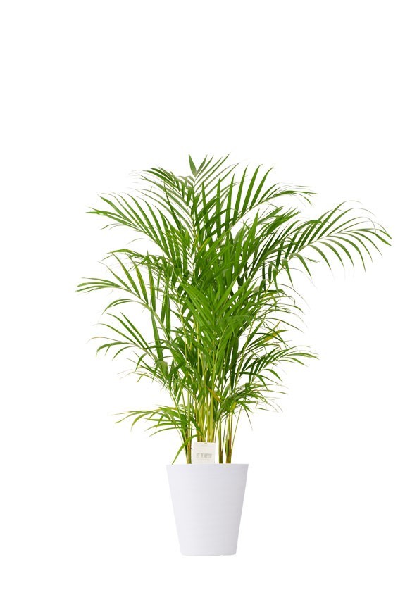 白丸鉢皿付の観葉植物「アレカヤシ　8号」商品です。