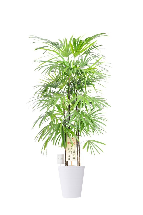 白丸鉢皿付の観葉植物「シュロチク　10号」商品です。