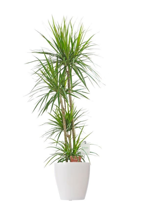 白丸鉢カバー付の観葉植物「ドラセナ・コンシンネ　8号」商品です。