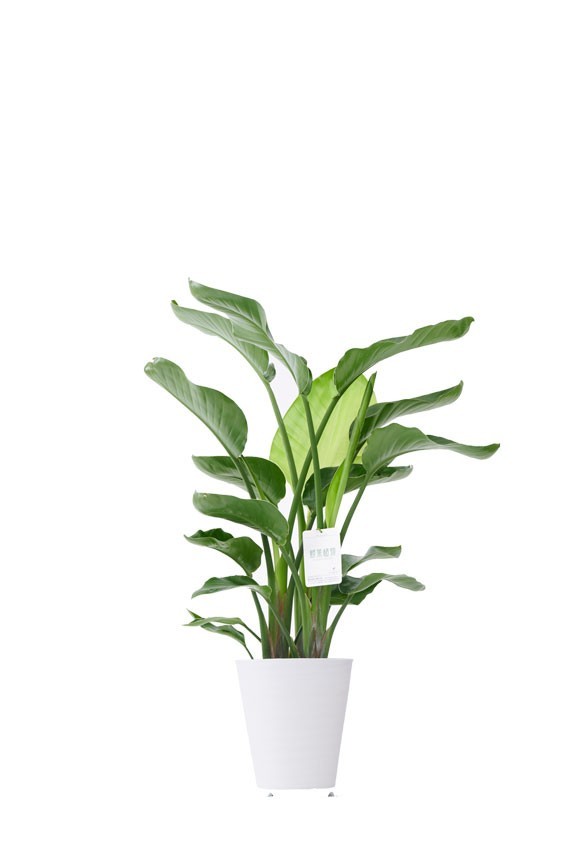 白丸鉢皿付の観葉植物「ストレリチア・オーガスタ　8号」商品です。