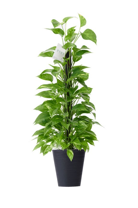 ポトスの蔓状の茎に生い茂る光沢のある鮮やかな緑の葉には、白黄色でマーブル状の独特な模様が刻まれており、爽やかさと上品さを演出してくれる観葉植物です。