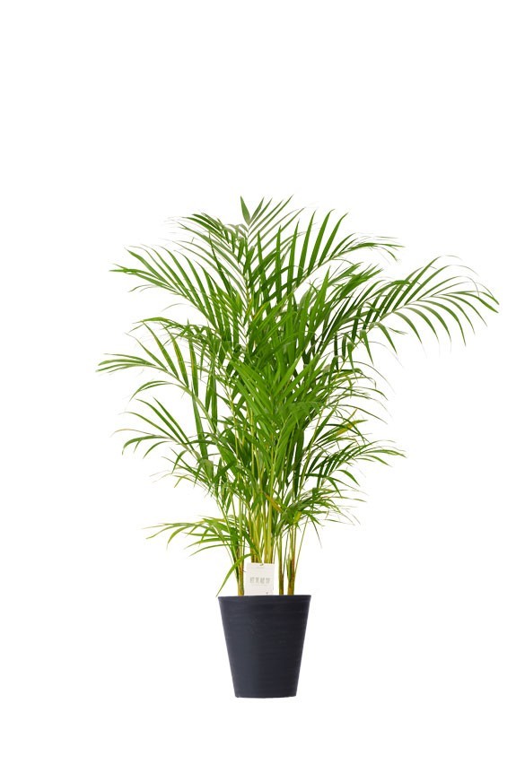 黒丸鉢皿付の観葉植物「アレカヤシ　8号」商品です。