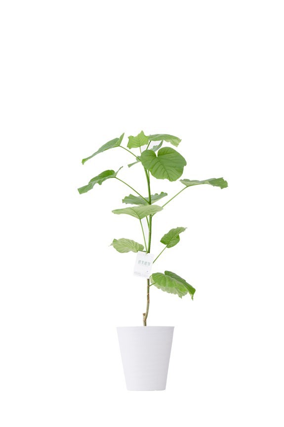 白丸鉢皿付の観葉植物「ウンベラータ　8号」商品です。
