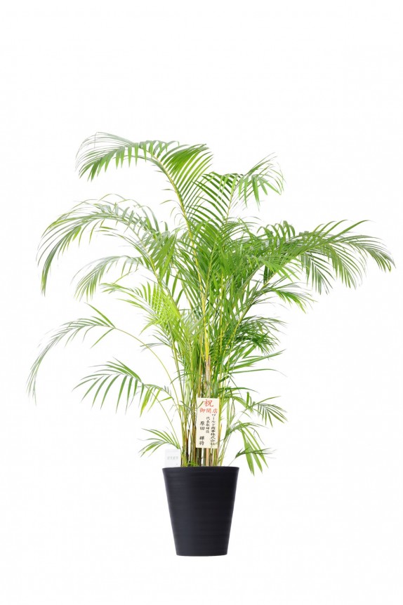 黒丸鉢皿付の観葉植物「アレカヤシ　10号」商品です。