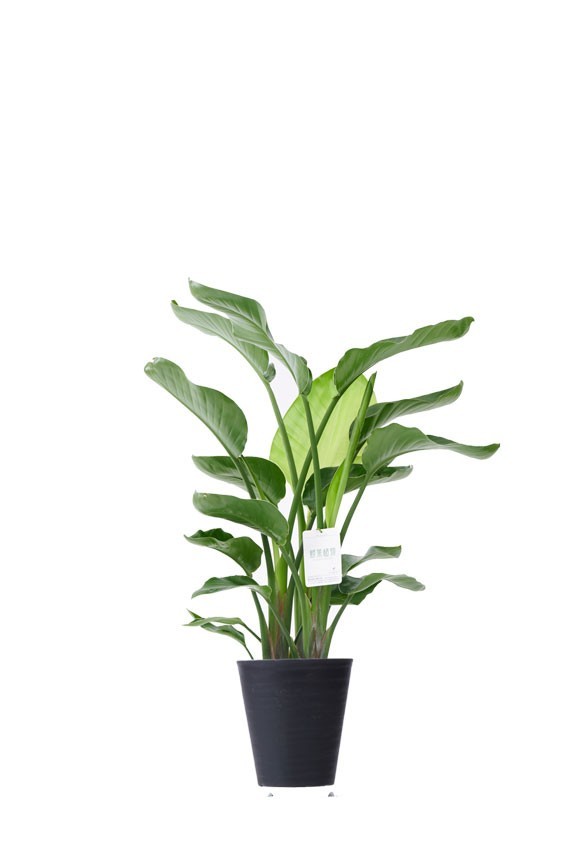 黒丸鉢皿付の観葉植物「ストレリチア・オーガスタ　8号」商品です。